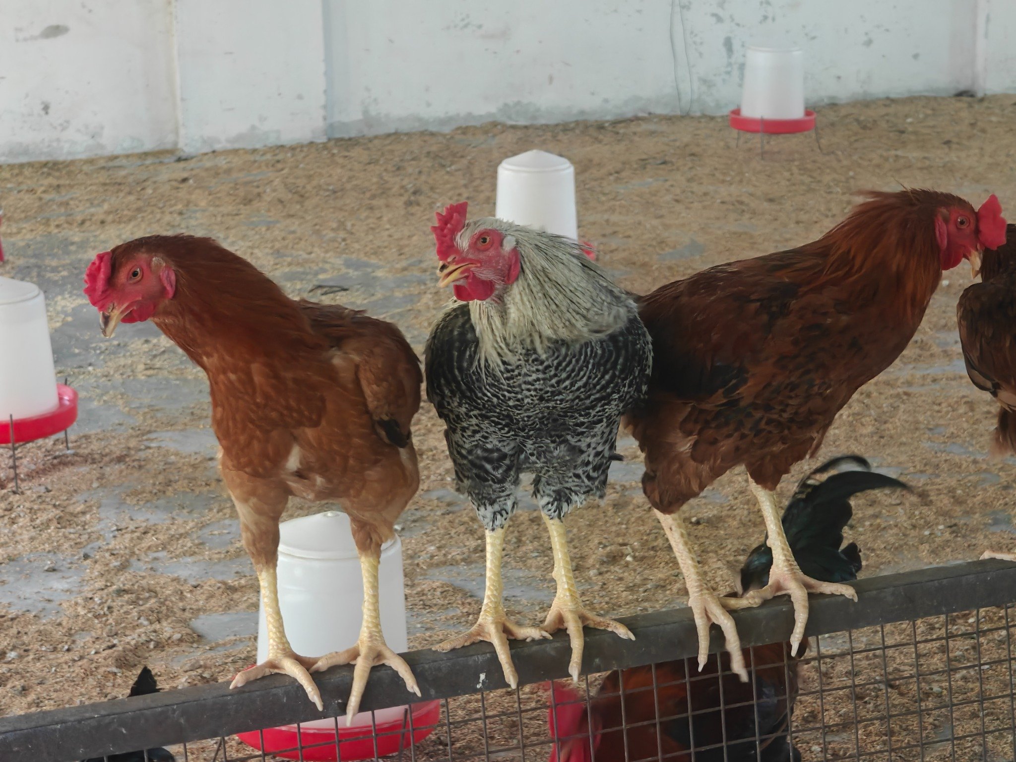 Poultry Science Desi Birds Unit3